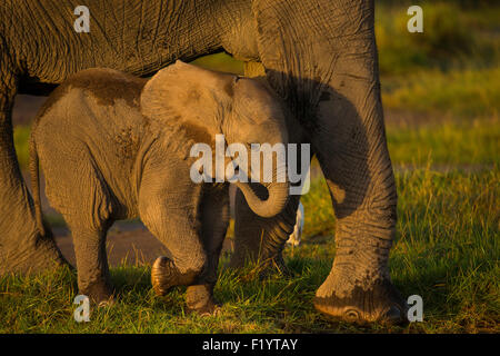 L'éléphant africain (Loxodonta africana) hstanding veau sous la mère ventre Parc national Amboseli au Kenya