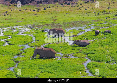 L'éléphant africain (Loxodonta africana) marais d'alimentation du troupeau du parc national d'Amboseli au Kenya Banque D'Images