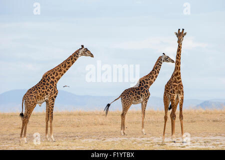 Les Masais Girafe (Giraffa camelopardalis tippelskirchi) Trois adultes savannah permanent le Parc national Amboseli au Kenya Banque D'Images