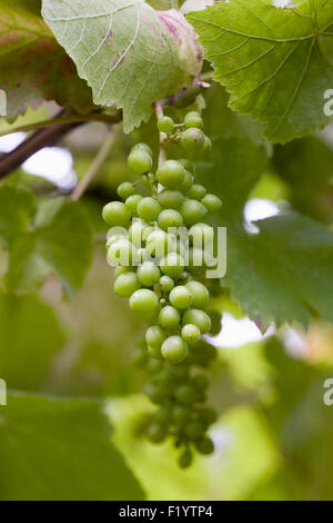 Vitis vinifera. Les fruits de 'raisin noir Brandt' en été. Banque D'Images