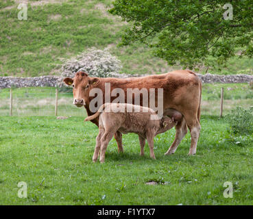 Dans Brown cow calf suckling avec terrain Banque D'Images