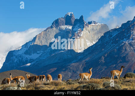 Guanaco (Lama guanicoe) troupeau paysage montagneux du Parc National Torres del Paine au Chili Banque D'Images