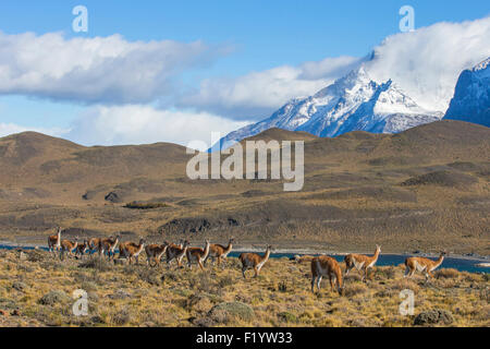 Guanaco (Lama guanicoe) troupeau paysage montagneux du Parc National Torres del Paine au Chili Banque D'Images