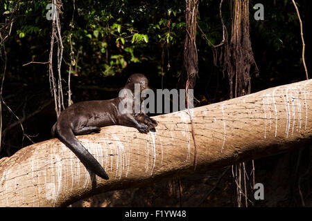 La loutre géante (Pteronura brasiliensis) reposant arbre tombé Pantanal Brésil Banque D'Images