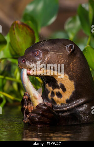 La loutre géante (Pteronura brasiliensis) la consommation de poisson Pantanal Brésil Banque D'Images