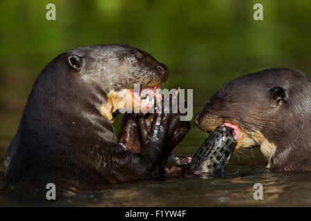 La loutre géante (Pteronura brasiliensis) Deux adultes de consommer du poisson Pantanal Brésil Banque D'Images