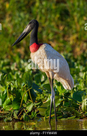 Cigogne Jabiru mycteria Jabiru (adultes) Comité permanent de l'eau peu profonde Pantanal Brésil Banque D'Images