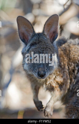 Wallaby tammar (Macropus eugenii) Portrait de Kangaroo Island Australie du Sud adultes Banque D'Images