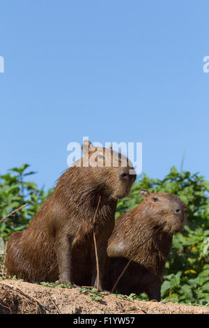 Capybara (Hydrochoerus hydrochaeris) Deux adultes assis riverbank Pantanal Brésil Banque D'Images