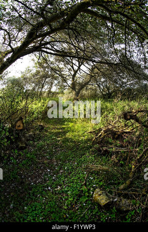 Sentier à Thorley, île de Wight, à l'emplacement d'une église abandonnée en 1871, à côté du manoir et Manor Farm Banque D'Images