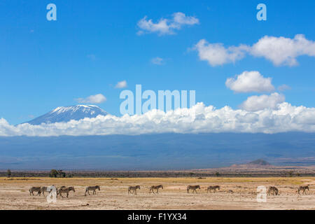 Zebra (Equus quagga) troupeau de zèbre des plaines errer sous le mont Kilimandjaro Parc national Amboseli au Kenya Banque D'Images