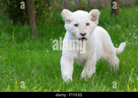 White Lion (Panthera leo) Cub Walking Safari Stukenbrock Meadow Park Allemagne Banque D'Images