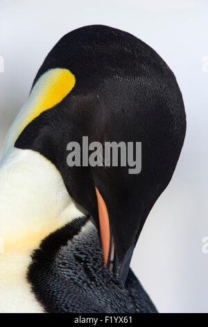 Manchot Empereur (Aptenodytes forsteri) lissage adultes portrait Snow Hill Island Antarctique Banque D'Images