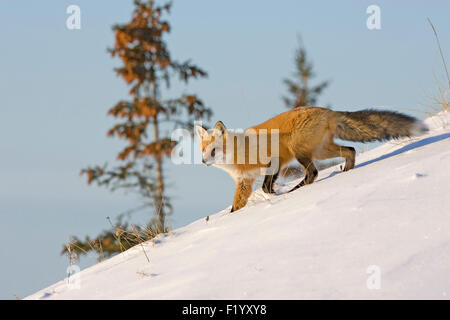 Le renard roux (Vulpes vulpes) descendant pente enneigée la baie d'Hudson, Canada Banque D'Images