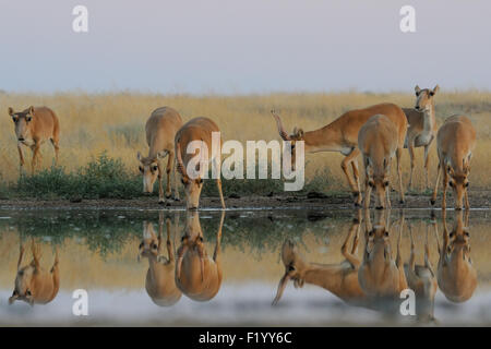 Les antilopes Saïga sauvages aux points d'eau dans la steppe du matin Banque D'Images