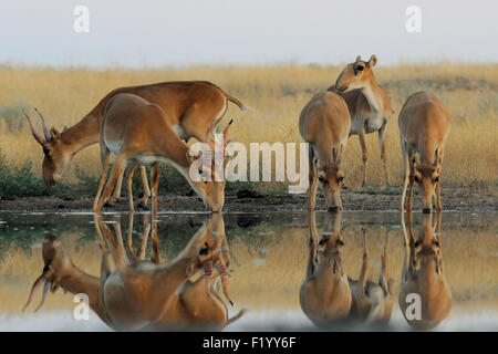 Les antilopes Saïga sauvages aux points d'eau dans la steppe du matin Banque D'Images