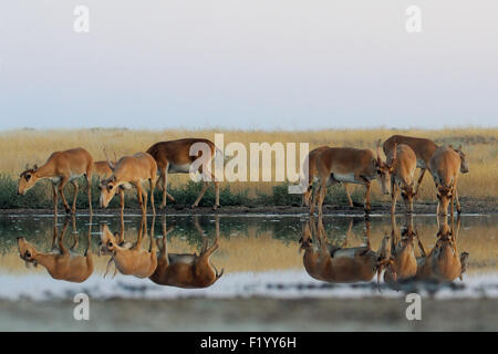 Les antilopes Saïga sauvages aux points d'eau dans la steppe du matin Banque D'Images