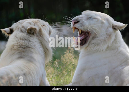 Tigre du Bengale (Panthera tigris) Deux adultes grondant à chaque autre Parc Safari Stukenbrock Allemagne Banque D'Images
