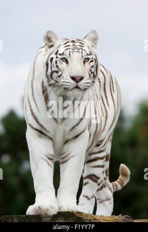 Tigre du Bengale (Panthera tigris) standing rock Parc Safari Stukenbrock Allemagne Banque D'Images