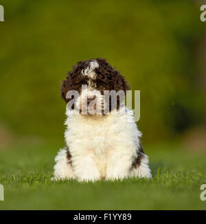 Lagotto Romagnolo Puppy sitting lawn Allemagne Banque D'Images