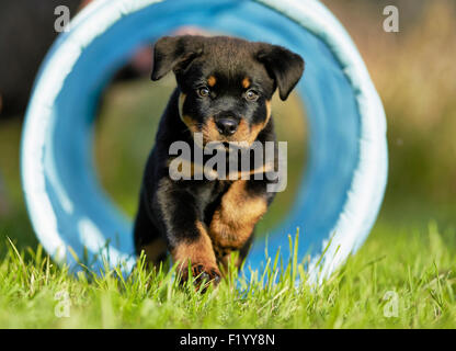 Rottweiler chiot qui traverse l'Allemagne tunnel bleu Banque D'Images