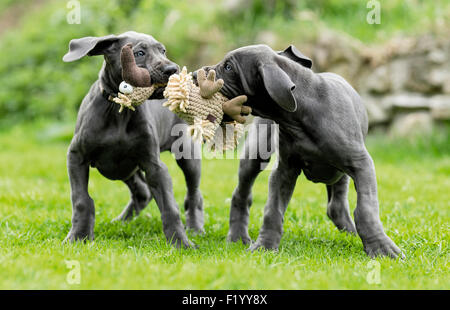 Deux chiots Dogue Allemand tirant en peluche Allemagne Banque D'Images