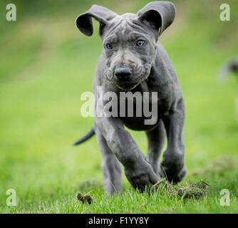 Chiot Dogue Allemand Allemagne pelouse d'exécution Banque D'Images