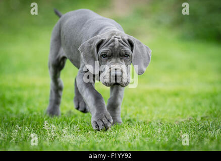 Super Dane. Chiot marchant sur une pelouse Allemagne Banque D'Images