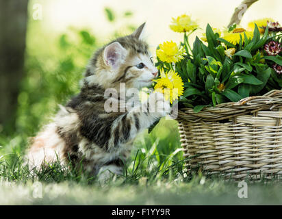 Chat norvégien Tabby kitten toucher paille doucement Daisy Panier Allemagne Banque D'Images