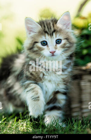 Chat norvégien Tabby kitten assis à côté de panier en osier Allemagne Banque D'Images