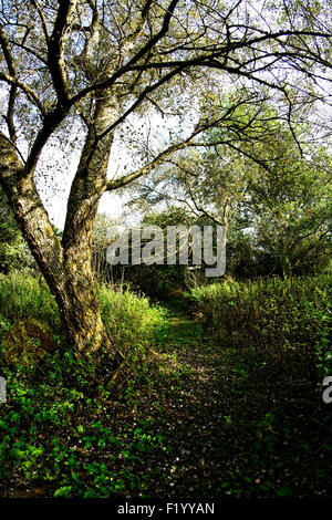 Sentier à Thorley, île de Wight, à l'emplacement d'une église abandonnée en 1871, à côté du manoir et Manor Farm Banque D'Images