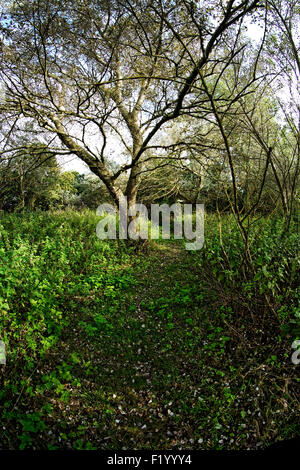 Sentier à Thorley, île de Wight, à l'emplacement d'une église abandonnée en 1871, à côté du manoir et Manor Farm Banque D'Images