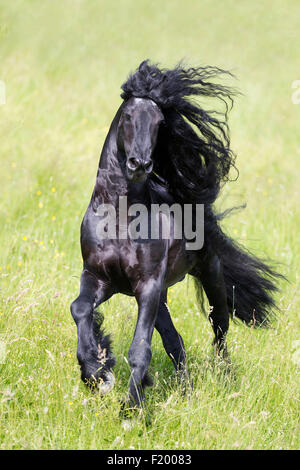 Cheval frison étalon noir pâturage galopante Allemagne Banque D'Images