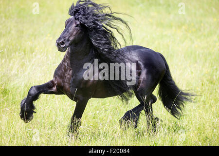 Cheval frison étalon noir trottant pasture Allemagne Banque D'Images