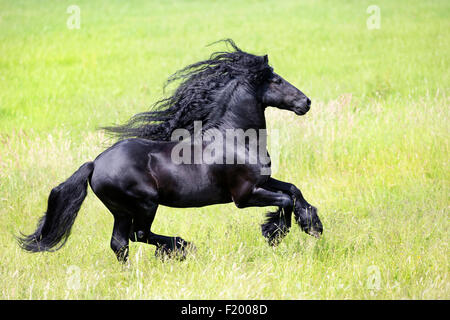 Cheval frison étalon noir pâturage galopante Allemagne Banque D'Images