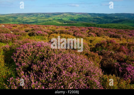 Un tapis de bruyère pourpre sur les Stiperstones, avec le Long Mynd vu dans la distance, Shropshire Hills, Shropshire, Angleterre. Banque D'Images