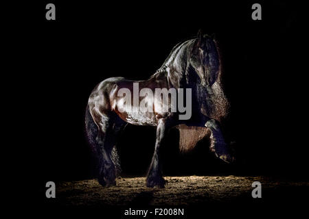 Cheval frison. Black Stallion walking vu sur fond noir. Allemagne Banque D'Images