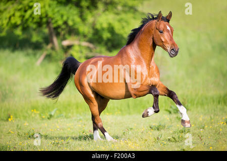 Oldenburg Horse gelding Bay pâturage galopante Allemagne Banque D'Images