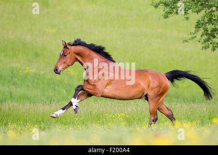 Oldenburg Horse gelding Bay pâturage galopante Allemagne Banque D'Images