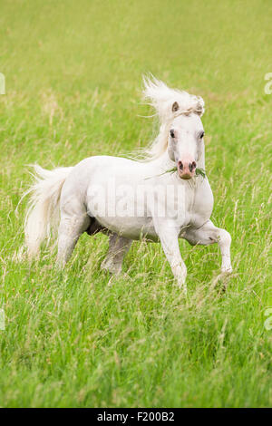 Welsh Mountain Pony étalon gris Section pâturage galopante Allemagne Banque D'Images