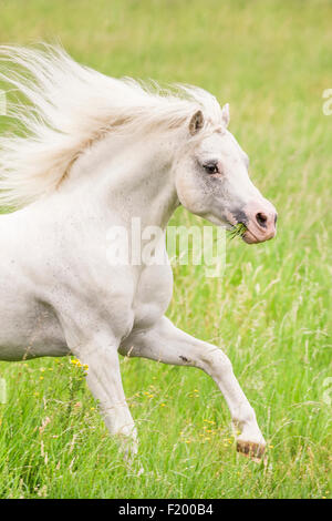 Welsh Mountain Pony étalon gris Section pâturage galopante Allemagne Banque D'Images