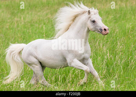 Welsh Mountain Pony étalon gris Section pâturage galopante Allemagne Banque D'Images