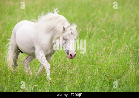 Welsh Mountain Pony étalon gris Section pâturage marche Allemagne Banque D'Images