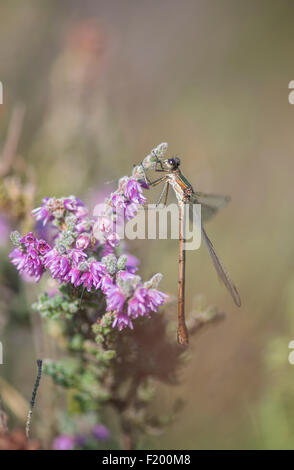 Demoiselle d'Émeraude : Lestes sponsa. Surrey, Angleterre Banque D'Images