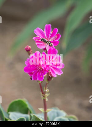 Lewisia cotyledon 'Regenbogen'. Avec hoverfly Banque D'Images