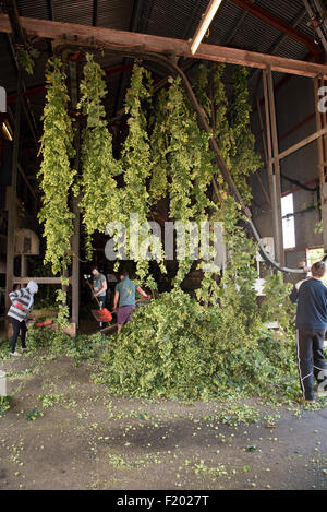 Chargement des travailleurs fraîchement cueilli Bramling Cross divers sauts sur une ligne mobile pour un traitement à une hop dans le jardin B-5573 Kent UK Banque D'Images