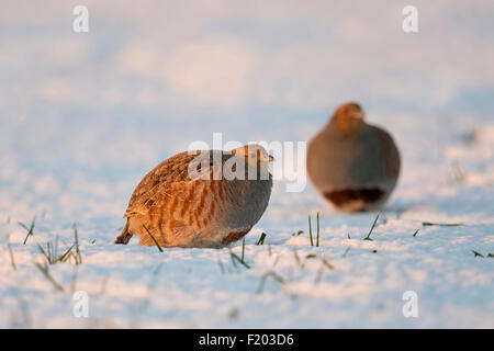 Deux perdrix grise / Rebhuehner ( Perdix perdix ) assis sur un terrain couvert de neige dans la lumière au coucher du soleil (Allemagne). Banque D'Images