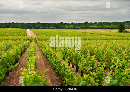 Chateau Lagrange, l'Aquitaine. Gironde, Saint Julien de Beychevelle, Bordeaux, France Banque D'Images