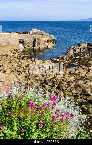 La natation de personnes au lieu de baignade de 40 pieds, Sandycove, Dun Laoghaire Rathdown-, Irlande Banque D'Images