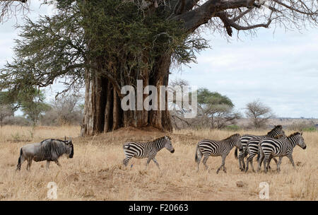 La Tanzanie, le parc national de Tarangire, des zèbres et des gnous avec grand baobab en arrière-plan. Banque D'Images